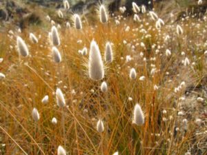 Lagurus Ovalus par Petits Bonds