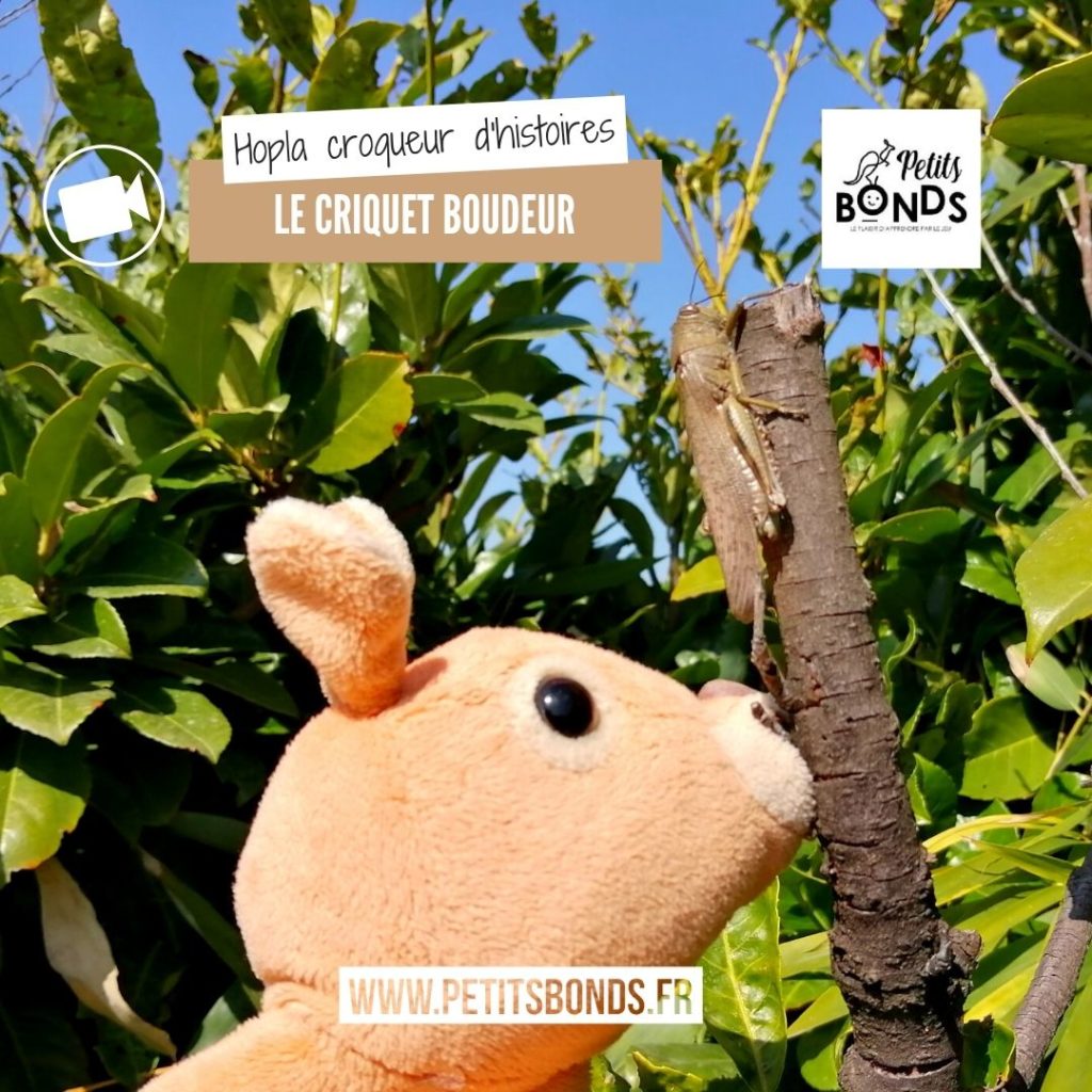 Hopla la marionnette kangourou de Petits bonds et le criquet boudeur